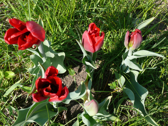 P1040033 - 04_APRILIE