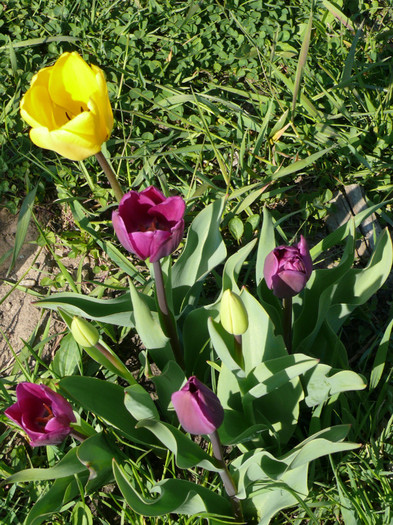 P1040038 - 04_APRILIE