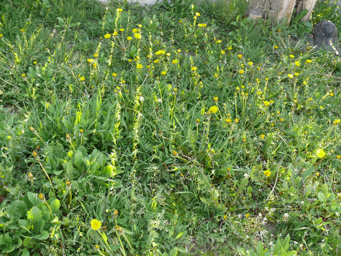 P1040039 - 04_APRILIE