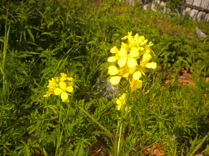 DSCN1064