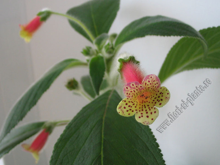 Kohleria Yf\'s Surprise 4