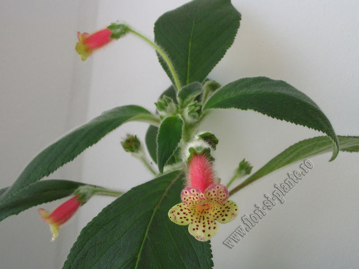 Kohleria Yf\'s Surprise 5