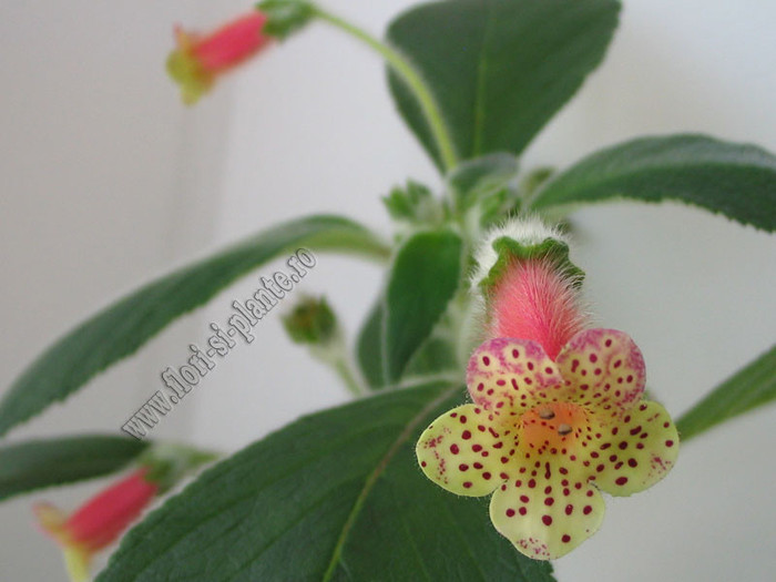 Kohleria Yf\'s Surprise 6