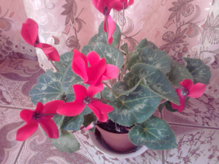 P210511_08.28_[01] - florile mele