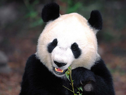 urs panda - animale de la gradina zoologica