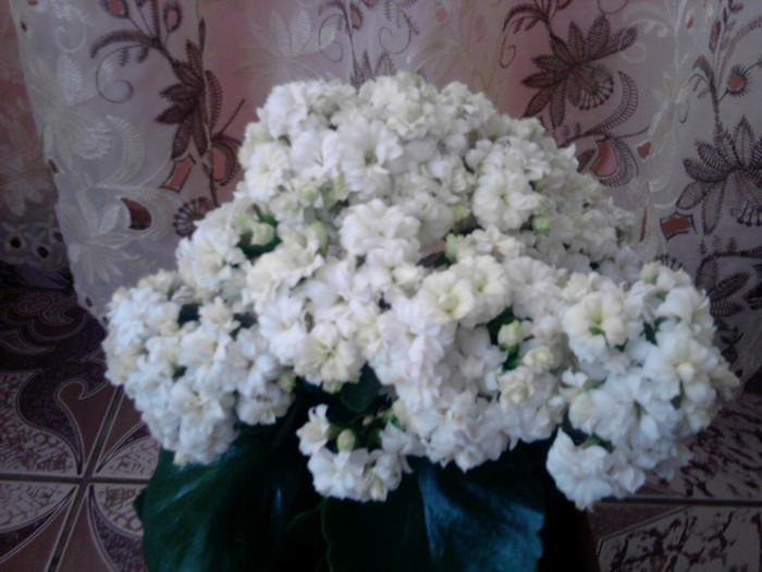 P220511_17.21_[01] - florile mele