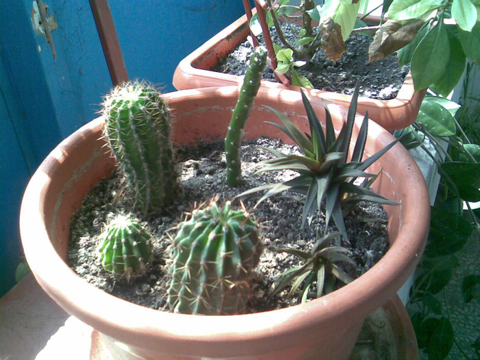 cactusi la birou