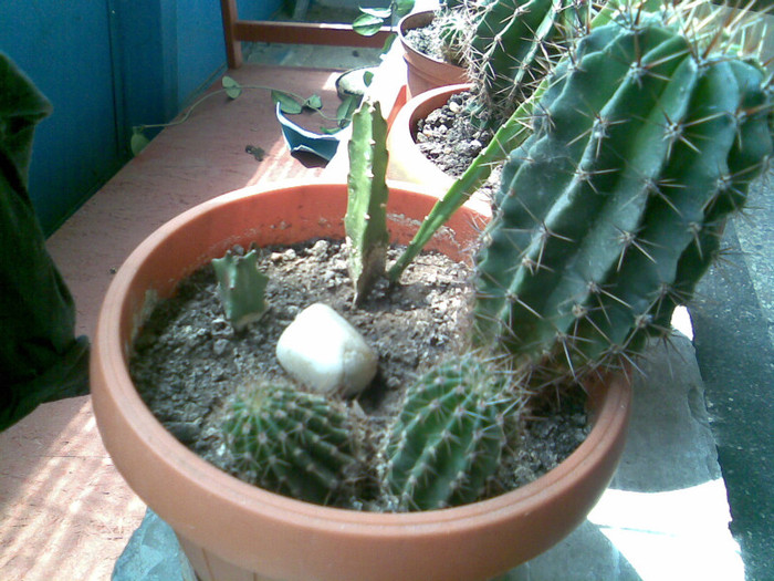 cactusi la birou