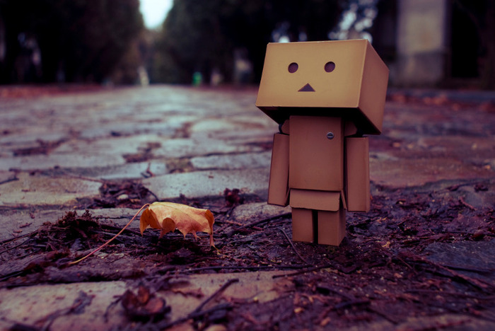 danbo2_photo - danbo pictures