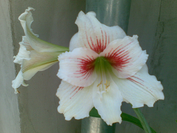 22052011(012) - amaryllis 2011