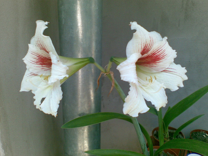 22052011(011) - amaryllis 2011