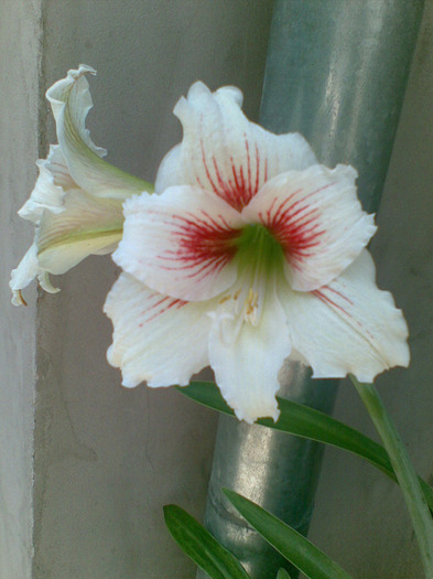 22052011(014) - amaryllis 2011