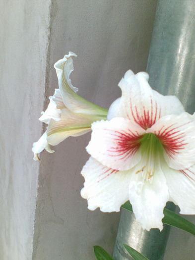 22052011(013) - amaryllis 2011