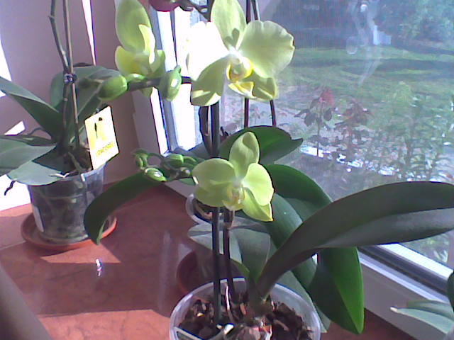 Orhidee galben -verzui - Orhidee 2011