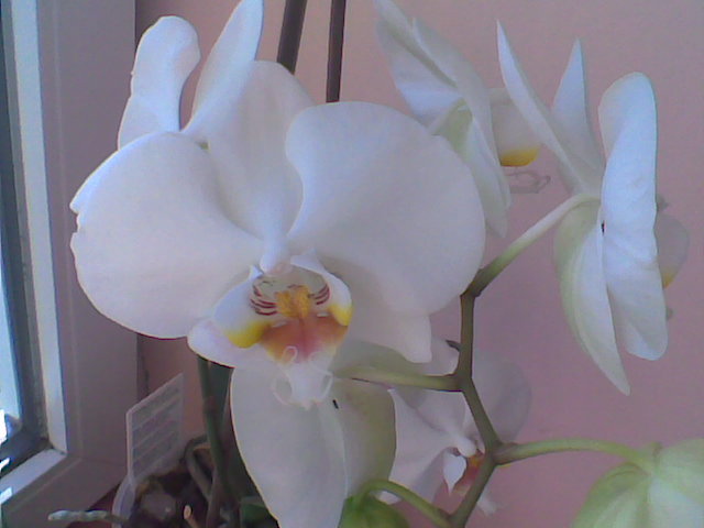 Imag044 - Orhidee 2011