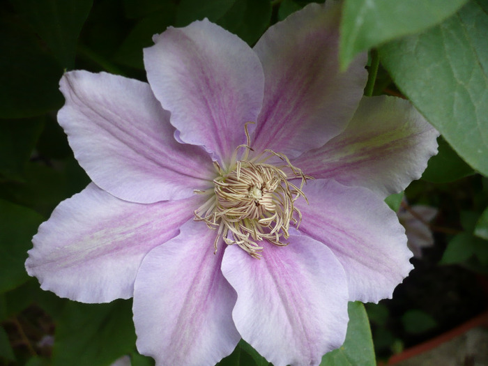 043 - clematis