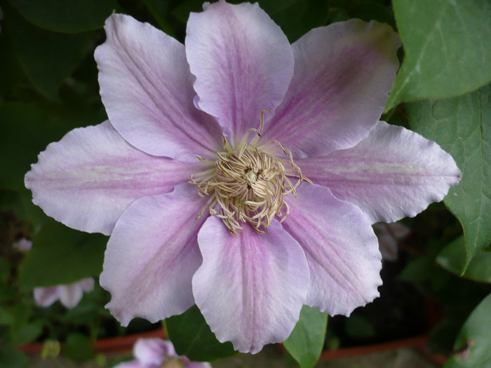 046 - clematis