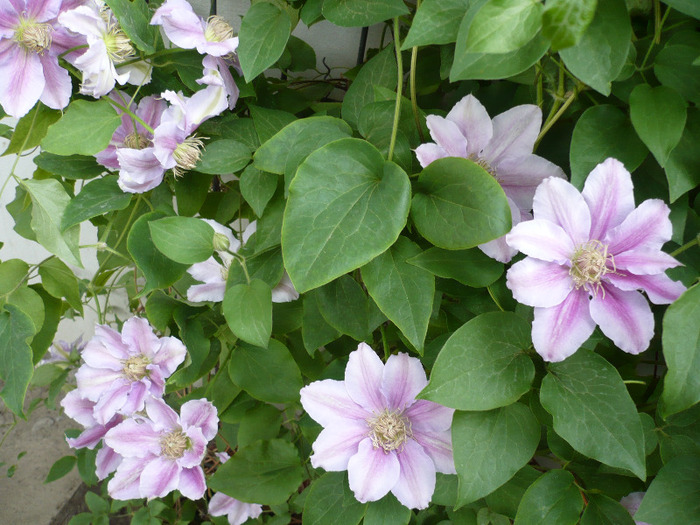 045 - clematis