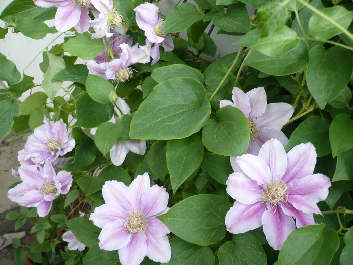 053 - clematis