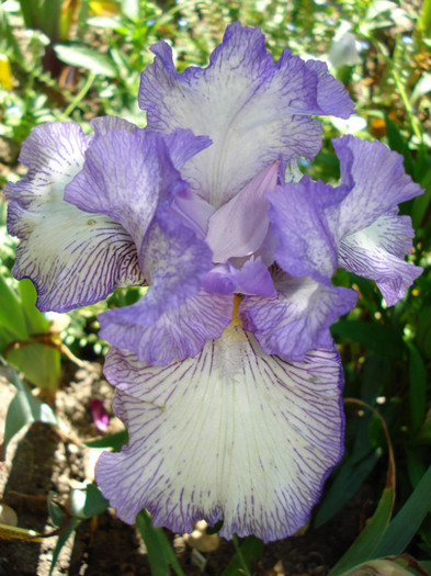 6. "Autumn Circus", remontant