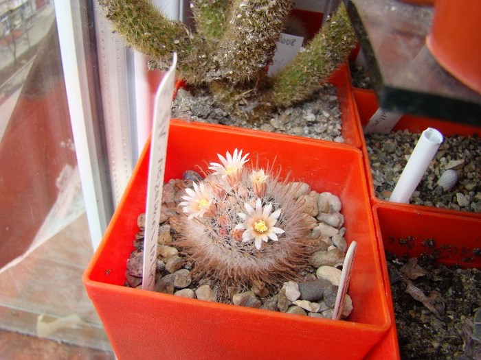 Mammillaria pennispinosa v nazasensis SB489