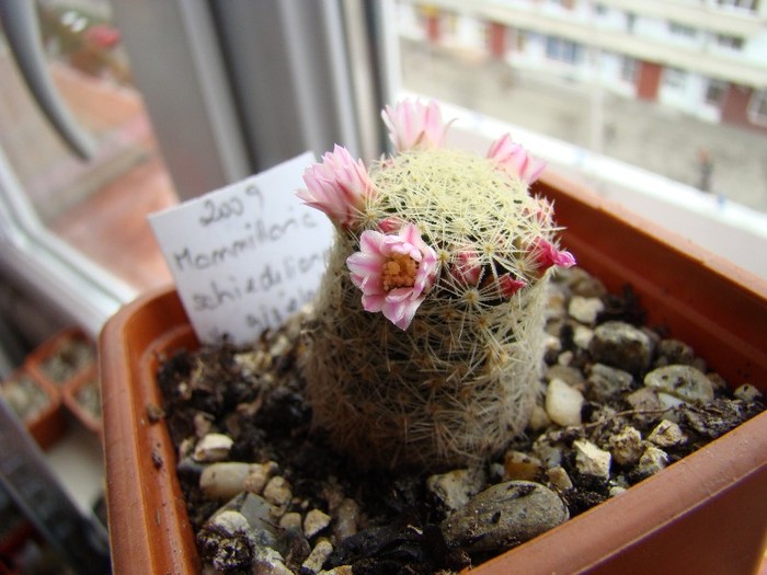 Mammillaria schiedeana v giseleana ML677