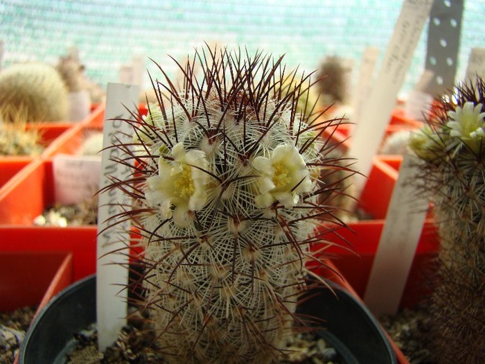 Mammillaria microhelia