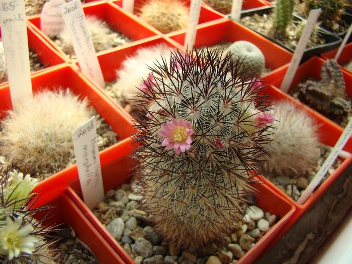 Mammillaria microhelia