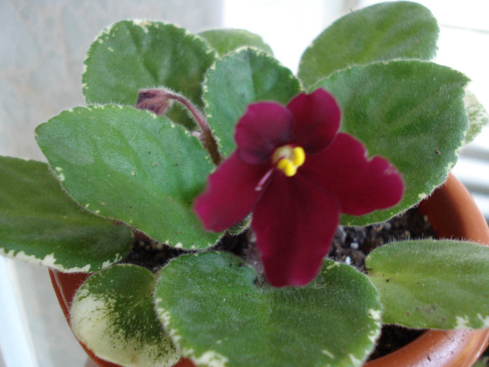 DSC08997 - FLORI 2011