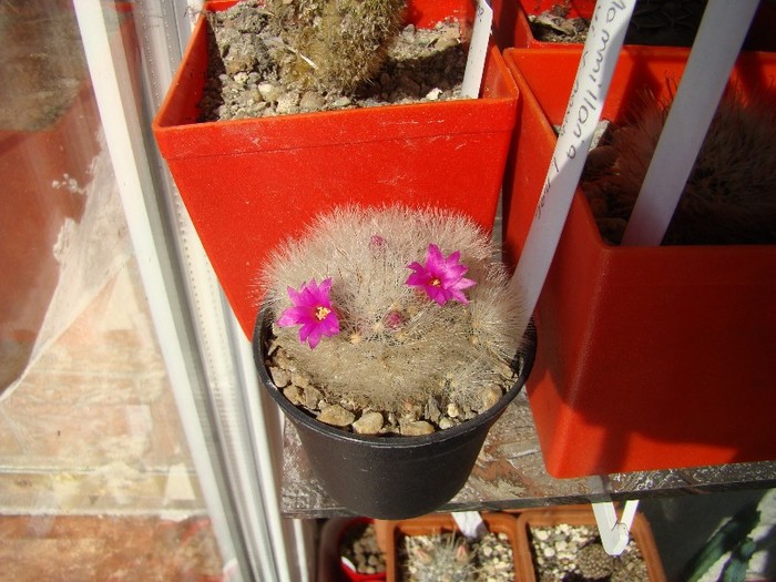 Mammillaria laui v. nova L1496