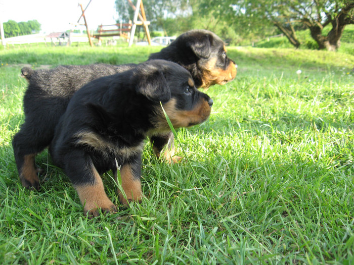 IMG_1184 - rottweiller