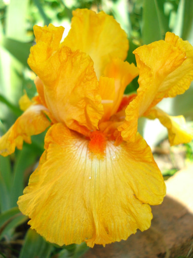 47. "Fresno Calypso"