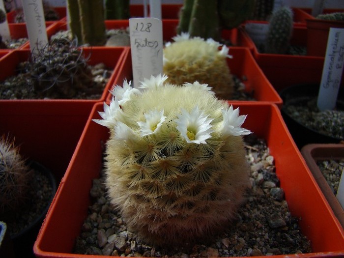 Mammillaria carmenae