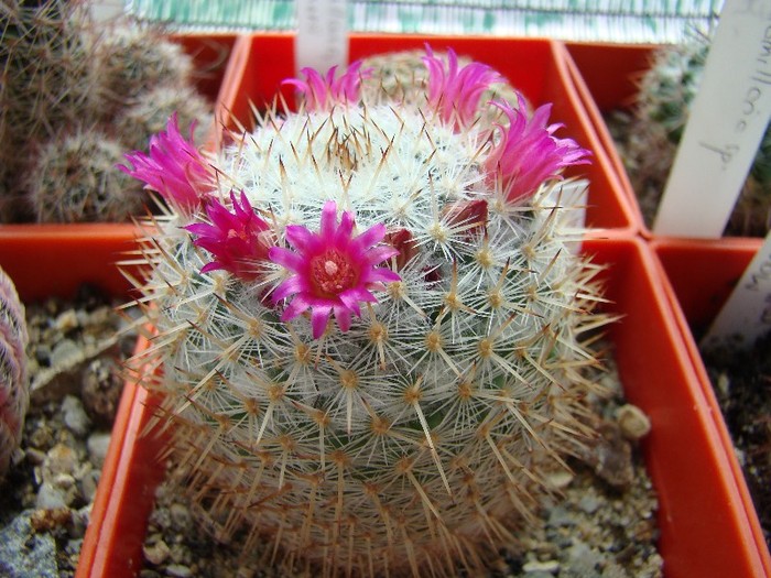 Mammillaria alba