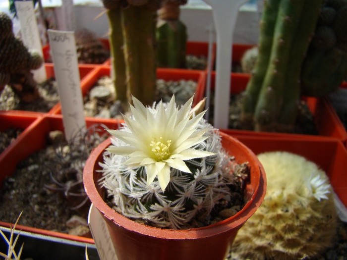 Mammillaria sp.