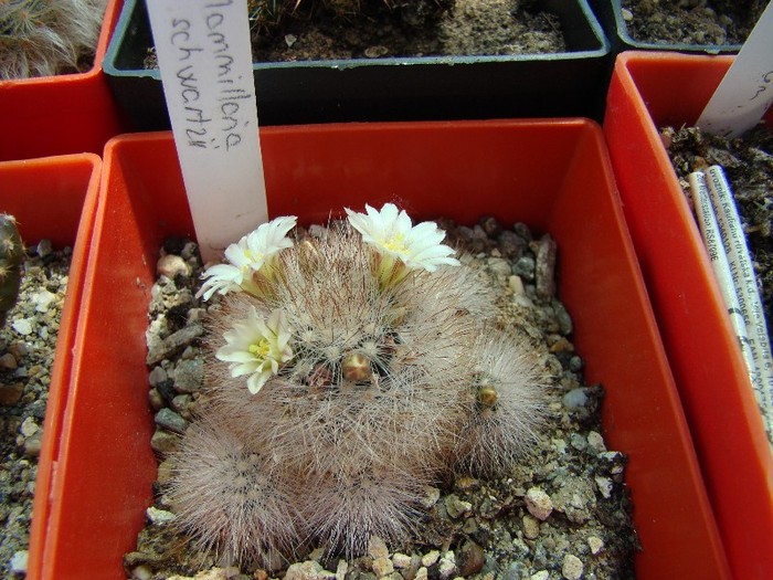 Mammillaria schwarzii