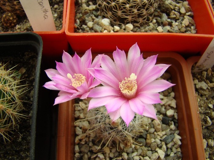 Mammillaria longiflora SB 494 Coneto Pass