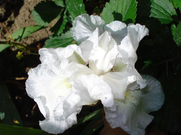 60. "Immortality", remontant