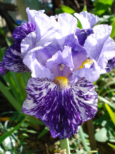 79. "Millenium Falcon", remontant