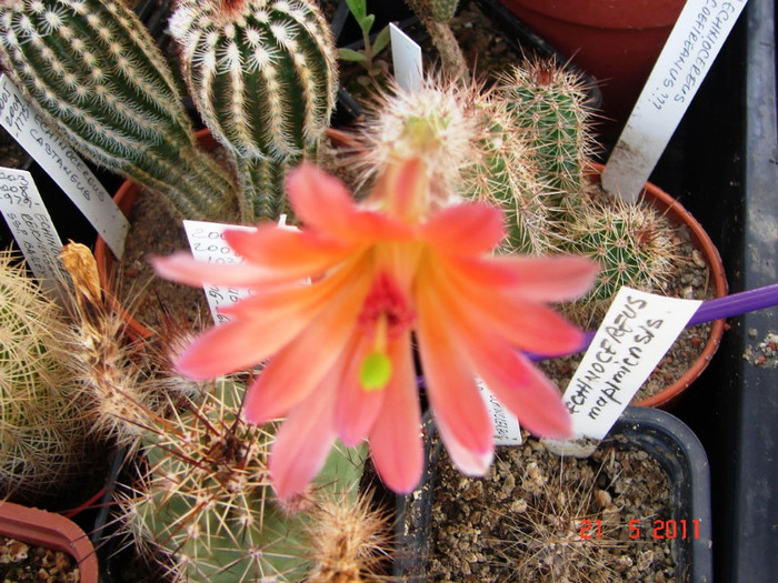 DSC09475