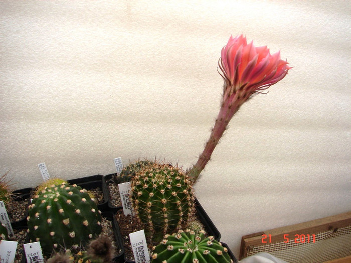 DSC09479