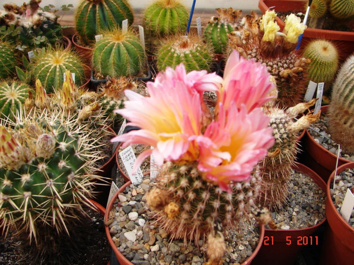 DSC09484