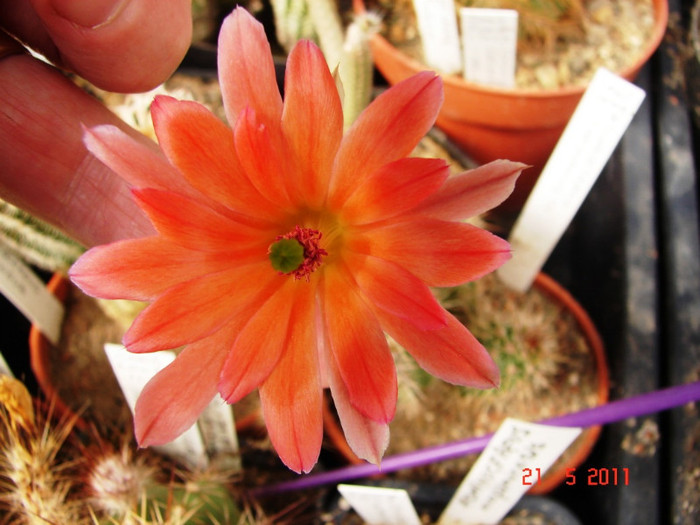 DSC09500