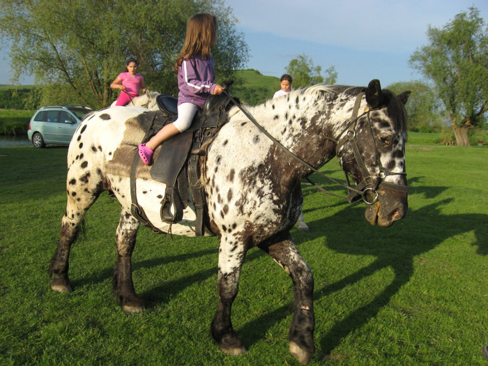 IMG_1189 - ECHITATIE 2011