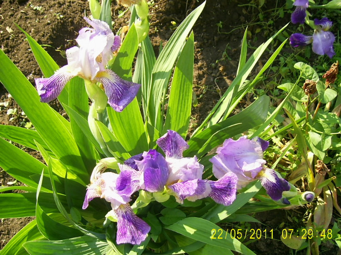 22-23.05.2011 - Irisi