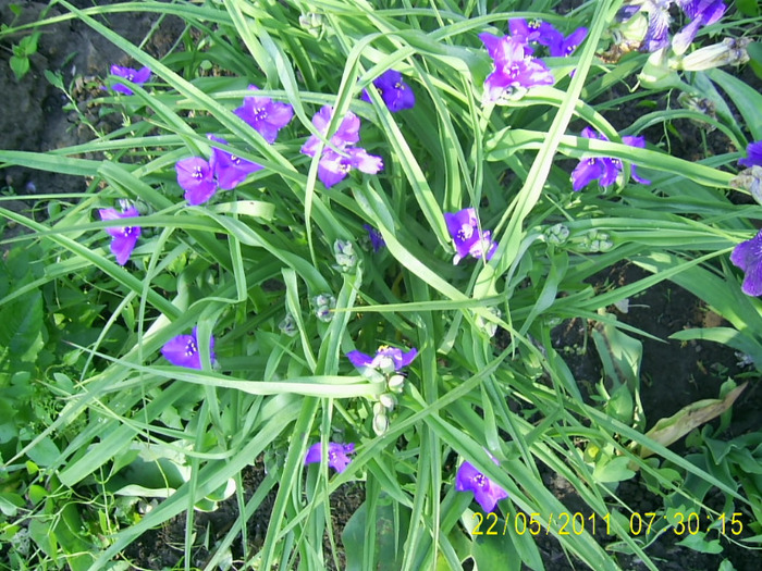 22-23.05.2011 (4) - tradescantia virginiana