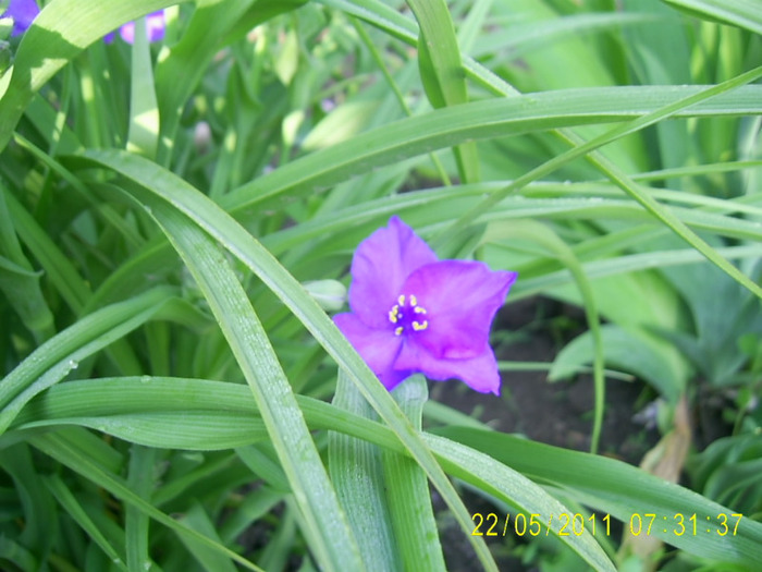 22-23.05.2011 (9) - tradescantia virginiana