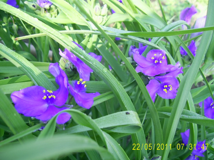 22-23.05.2011 (10) - tradescantia virginiana