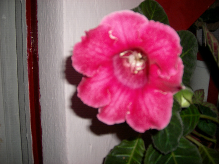 Flori  22 05-2011 002