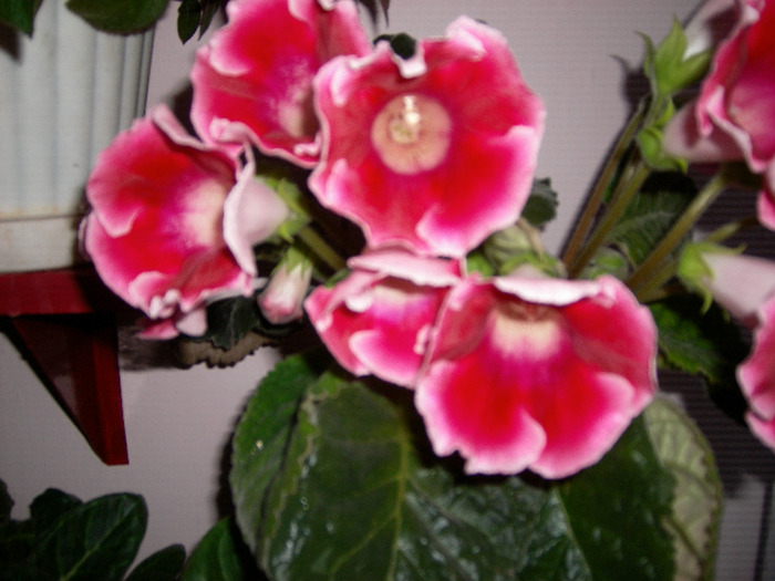 Flori  22 05-2011 003